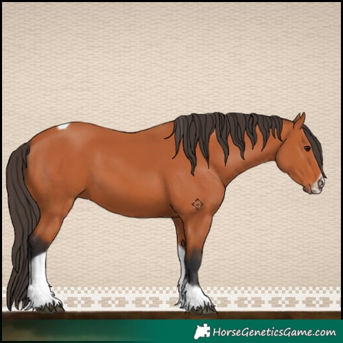 Horse Color:Bay Tobiano Frame 
