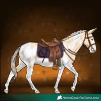 Horse Color:Palomino Dun Tobiano Frame 