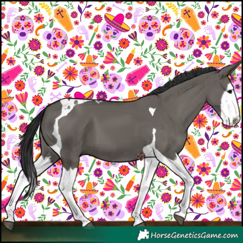 Horse Color:Grullo Splash Tobiano 