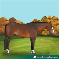 Horse Color:Brown 