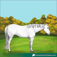 Horse Color:Brown Sabino