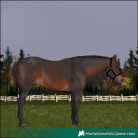 Horse Color:Brown 