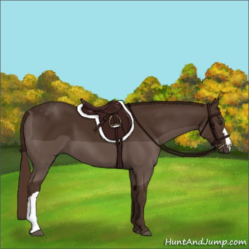 Horse Color:Liver Chestnut 