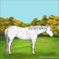 Horse Color:Grullo Leopard 