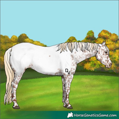 Horse Color:Red Roan Near Fewspot 