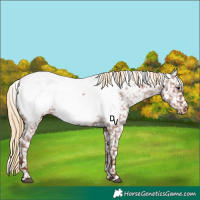 Horse Color:Red Roan Near Fewspot 