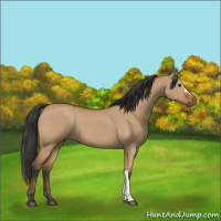 Horse Color:Bay Dun