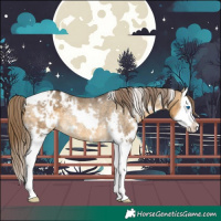 Horse Color:White Spotted Buckskin Dun Splash Varnish Rabicano 