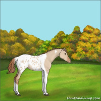 Horse Color:Red Dun Tobiano Blanket Rabicano 