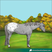 Horse Color:Black Appaloosa 