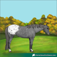 Horse Color:Black Appaloosa 
