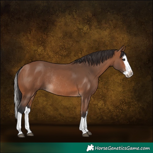 Horse Color:Bay Splash Rabicano