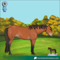 Horse Color:Bay Rabicano