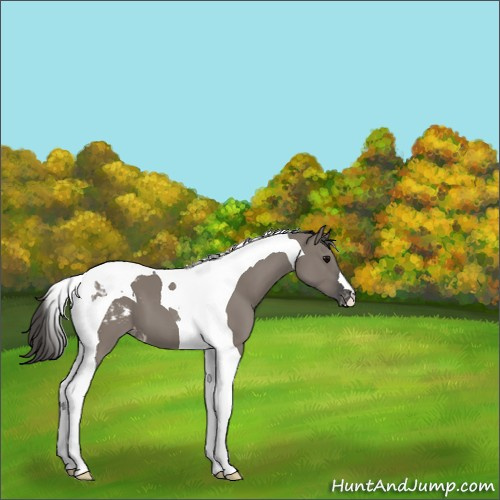 Horse Color:Grullo Tobiano Appaloosa 