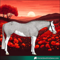 Horse Color:Liver Chestnut Splash Appaloosa 