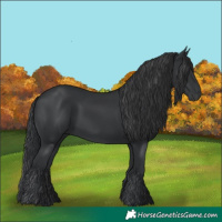 Horse Color:Black Rabicano 