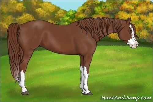 Horse Color:Chestnut Splash 