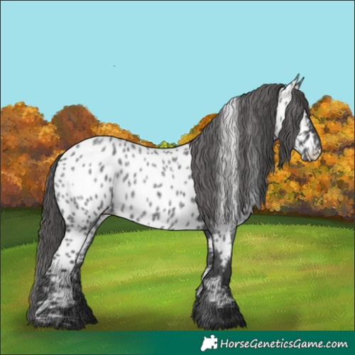 Horse Color:Blue Roan Near Leopard
