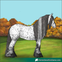 Horse Color:Blue Roan Near Leopard 