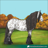 Horse Color:Grullo Near Leopard
