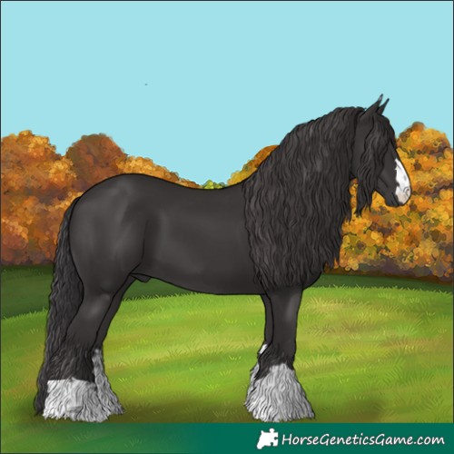 Horse Color:Smoky Black 