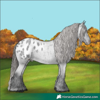 Horse Color:Blue Roan Appaloosa 