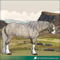 Horse Color:Silver Buckskin Roan Splash 