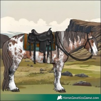 Horse Color:Brown Sabino Appaloosa
