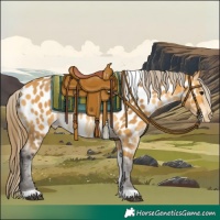 Horse Color:Buckskin Tobiano Appaloosa Rabicano 