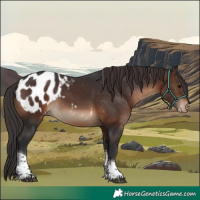 Horse Color:Brown Tobiano Appaloosa Rabicano 