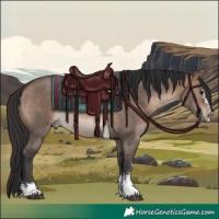 Horse Color:Brown Dun Sabino Rabicano 