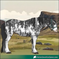 Horse Color:Black Sabino Splash