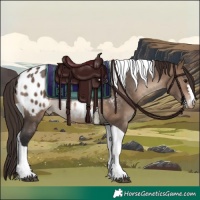 Horse Color:Brown Dun Tobiano Appaloosa Rabicano