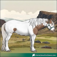 Horse Color:Silver Black Tobiano Frame 