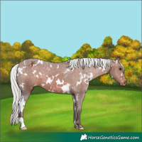 Horse Color:White Spotted Silver Brown Appaloosa