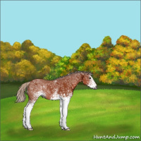 Horse Color:Gray White Spotted Silver Bay Ice Sabino Rabicano 