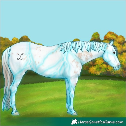 Horse Color:Thunderstruck Bay Dun Sabino Splash Tobiano Blanket 