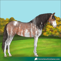 Horse Color:White Spotted Bay Varnish 