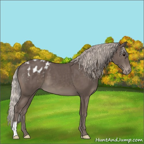 Horse Color:Silver Black Appaloosa 