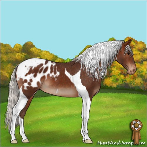 Horse Color:Silver Brown Tobiano Appaloosa 