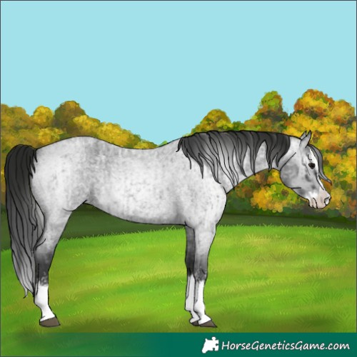 Horse Color:Blue Roan Sabino Splash  and Gray Blue Roan Sabino Splash 