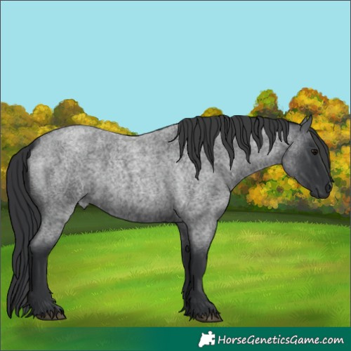 Horse Color:Blue Roan 