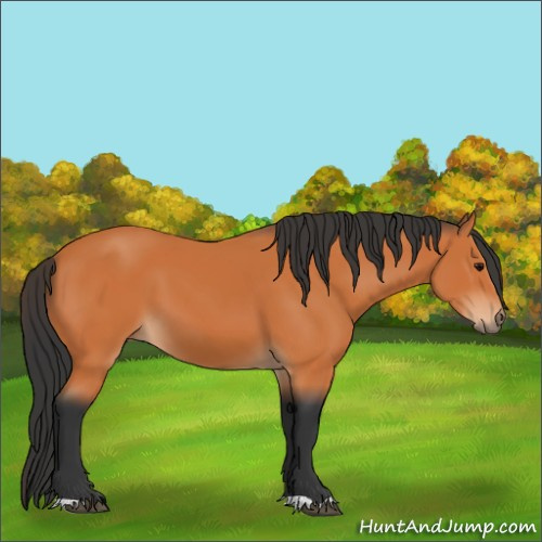 Horse Color:Bay 