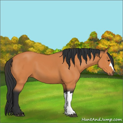Horse Color:Bay 