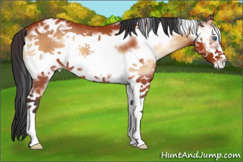 Horse Color:White Spotted Bay Onyx Frame Appaloosa 