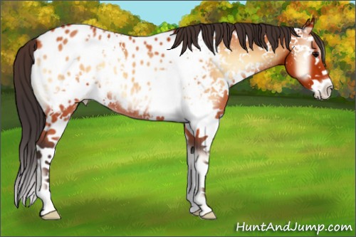 Horse Color:White Spotted Bay Onyx Splash Appaloosa 