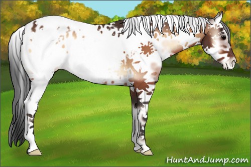 Horse Color:White Spotted Bay Onyx Splash Tobiano Frame Appaloosa 