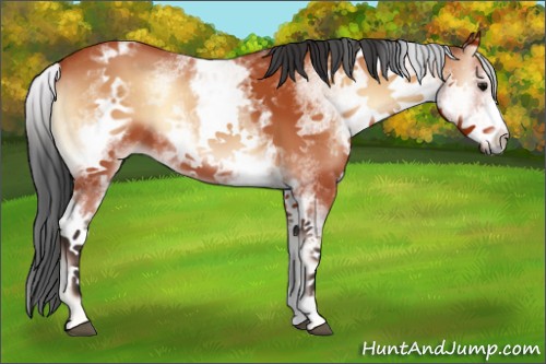Horse Color:White Spotted Brown Onyx 