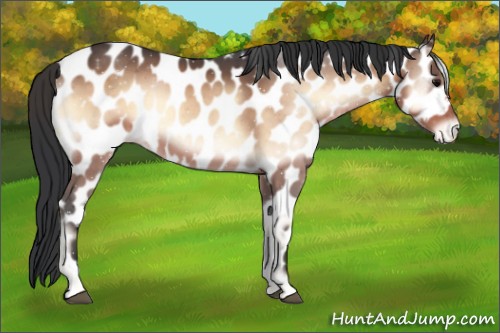 Horse Color:Brown Onyx Appaloosa 