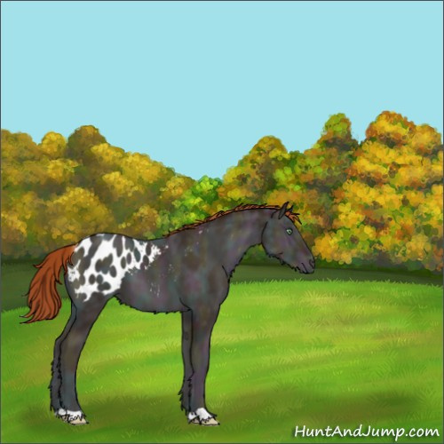 Horse Color:Midnight Buckskin Ice Pearl Onyx Appaloosa 